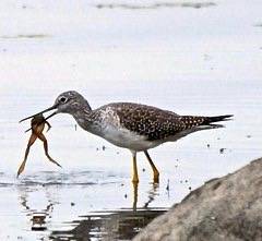 Greater Yellowlegs by Hal Trachtenberg is licensed under CC BY-NC 2.0